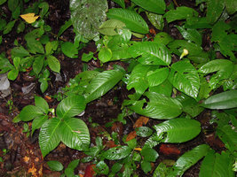 Arisaema laminatum, two flowering individuals in forest understory, Padawan, Penrissen Range, Sarawak, Borneo