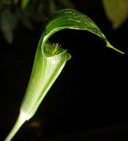 Arisaema omkoiense, inflorescence with sterile filaments at the top of spadix, Phu Hin Rong Kla NP, Phitsanulok, Thailand