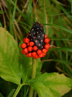 Arisaema sp., red berries emerging from succulent black spadix axis, Mount Fuji, Japan