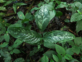 Arisaema omkoiense, a rhizomatous species, silver white blotched leaflets, Phu Hin Rong Kla NP, Phitsanulok, Thailand