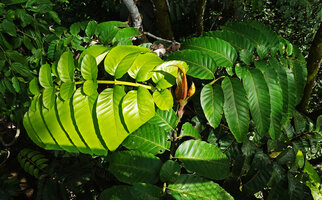 Artocarpus anisophyllus, pinnately compound leaves with anisophyllous leaflets, Sepilok FR, Sabah, Borneo