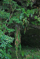 Arundo formosana, côte Est, Taiwan
