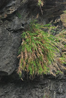 Arundo formosana flowering on a vertical cliff, Taroko, Taiwan