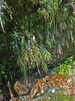 Arundo formosana in a waterfall, Taroko, Taiwan