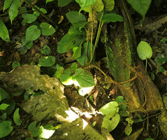 Asarum balansae, branched rooted creeping stem allowing vegetative propagation, Ba Be NP, Vietnam