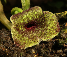 Asarum balansae, dark purple branched multicellular hairs covering the perianth lobes