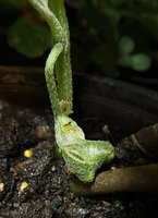 Asarum balansae, flower bud