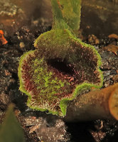 Asarum balansae, flower, front view