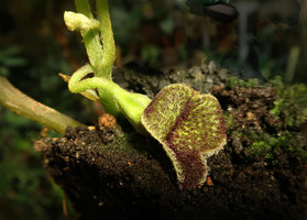 Asarum balansae, fully open flower with twisted reclining peduncle