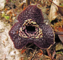 Asarum cf. tamaense, flower close-up, Yamaguchi, Japan
