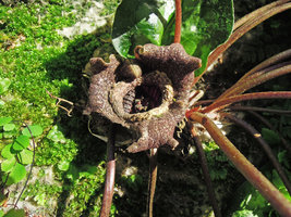 Asarum splendens at the Foundation for the Carolinas, Charlotte, NC, USA, April 2013