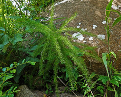 Asparagus africanus, Kisensegere, Rukwa, 1200 m asl, Tanzania