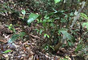 Aspidistra cf. heterocarpa var. heterocarpa,view from above, Bach Ma NP, 500 m asl, Hue, Vietnam