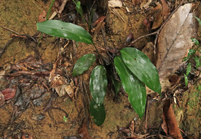 Aspidistra cf. heterocarpa var. heterocarpa, young individual on earth slope, Bach Ma NP, 500 m asl, Hue, Vietnam