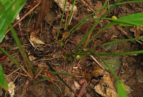 Aspidistra cf. petiolata, creeping stem, roots, petioles with basal swollen pulvinus and deciduous cataphylls, Bach Ma NP, 500 m asl, Hue, Vietnam