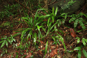Aspidistra cf. petiolata, prominent secondary longitudinal veins, Bach Ma NP, 500 m asl, Hue, Vietnam