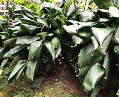 Aspidistra dolichanthera, bright white flowers hidden by the leaf crowns, Fairy lake Botanical Garden, Shenzhen, China 