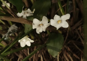 Aspidistra dolichanthera, flowers, Fairy Lake Botanical Garden, Shenzhen, China
