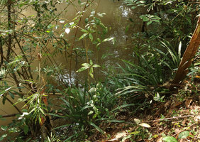 Aspidistra hainanensis, a yellow blotched leaf form population on a vertical earth bank just above a forest stream, Khao Kho, Phetchabun,Thailand