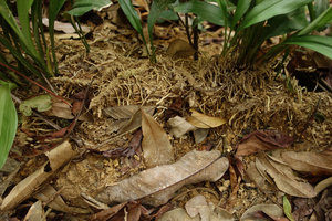 Aspidistra hainanensis (syn. A. longifolia), branched rhizome creeping on forest floor under leaf litter, Ranong, Thailand
