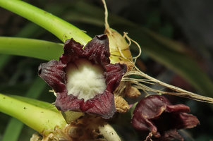 Aspidistra hainanensis (syn. A. longifolia) flower, tepals and large white stigmate, Ranong, Thailand