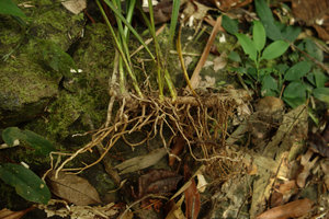 Aspidistra hainanensis (syn. A. longifolia), foliage leaves mostly grouped by two, each group separated by many cataphylls in the same way as the more northerly A. minutiflora , Ranong, Thailand