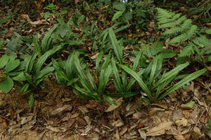 Aspidistra hainanensis (syn. A. longifolia) on vertical earth bank, plicate leaves, Ranong, Thailand