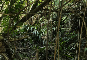 Aspidistra minutiflora, population, the Peak, Hong Kong