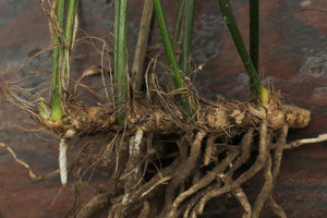 Aspidistra minutiflora, regular succession of groups of two foliage leaves separated by many cataphylls along the rhizome, Shenzhen, China