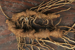 Aspidistra minutiflora, rhizome exhibiting regular rhythmic monopodial succession of thick parts with foliage leaves scars and thinner parts with cataphylls scars, Shenzhen, China