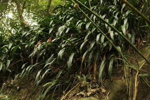 Aspidistra minutiflora, vegetative population covering a vertical rock, Shenzhen, China