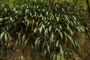 Aspidistra minutiflora, vegetative population on a vertical rock, Shenzhen, China