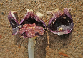 Aspidistra phanluongii, deeply lobed stigma and stamens, Cat Tien NP, Vietnam