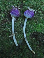 Aspidistra phanluongii, purple utriculate tube of the flower and long white peduncle bearing cataphylls, vertically buried in the soil, Cat Tien NP, Vietnam
