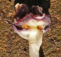 Aspidistra phanluongii, stamens close to the style, hidden under the large lobed stigma, Cat Tien NP, Vietnam