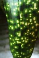 Aspidistra sichuanensis &#039;Kinboshi&#039;, blotch design interrupted along the main vein during early leaf development, just like a skew wallpaper