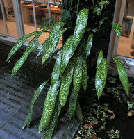 Aspidistra sichuanensis Kinboshi in the patio, Patrick Blanc&#039;s House