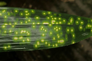 Aspidistra sichuanensis &#039;Kinboshi&#039;