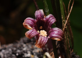 Aspidistra cf. atroviolacea, deeply grooved, recurved, dark purple perianth lobes, Bach Ma NP, 1200 m asl, Vietnam