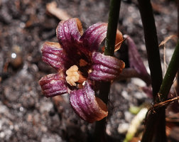 Aspidistra cf. atroviolacea, deeply grooved, recurved, dark purple perianth lobes, three lobed wrinkled stigmate, Bach Ma NP, 1200 m asl, Vietnam