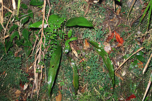 Aspidistra cf. atroviolacea on vertical earth slope, Bach Ma NP, 1200 m asl, Hue, Vietnam