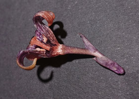 Aspidistra cf. atroviolacea, opened flower, long recurved perianth lobes, pistil and stamens, Bach Ma NP, 1200 m asl, Vietnam