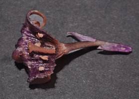 Aspidistra cf. atroviolacea, opened flower, pistil and stamens, Bach Ma NP, 1200 m asl, Vietnam