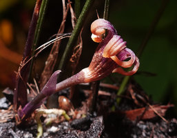 Aspidistra cf. atroviolacea, peduncle, cataphyll, campanulate ridged perianth tube and recurved narrow perianth lobes with three raised linear fleshy bulks, Bach Ma NP, 1200 m asl, Vietnam