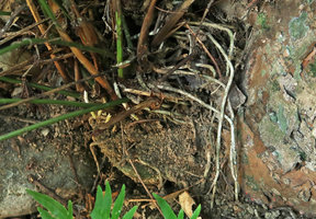 Aspidistra zinaidae, white refringent root velamen multiple epidermis, Elephant Springs, 70 m asl, Hue, Vietnam