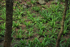 Asplenium antiquum cultivated on the forest soil by local tribes, Taroko Gorge, Taiwan