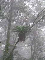 Asplenium antiquum in late afternoon haze, Tengjhih, Taiwan