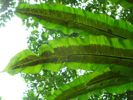 Asplenium antiquum, sori,, Taipeh, Taiwan