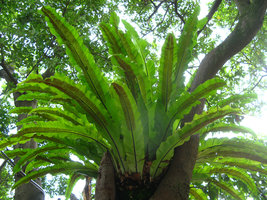 Asplenium antiquum, Taipeh, Taiwan
