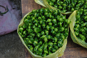 Asplenium antiquum young fronds sold by tribal people, fronds close-up, Taroko Gorge, Taiwan
